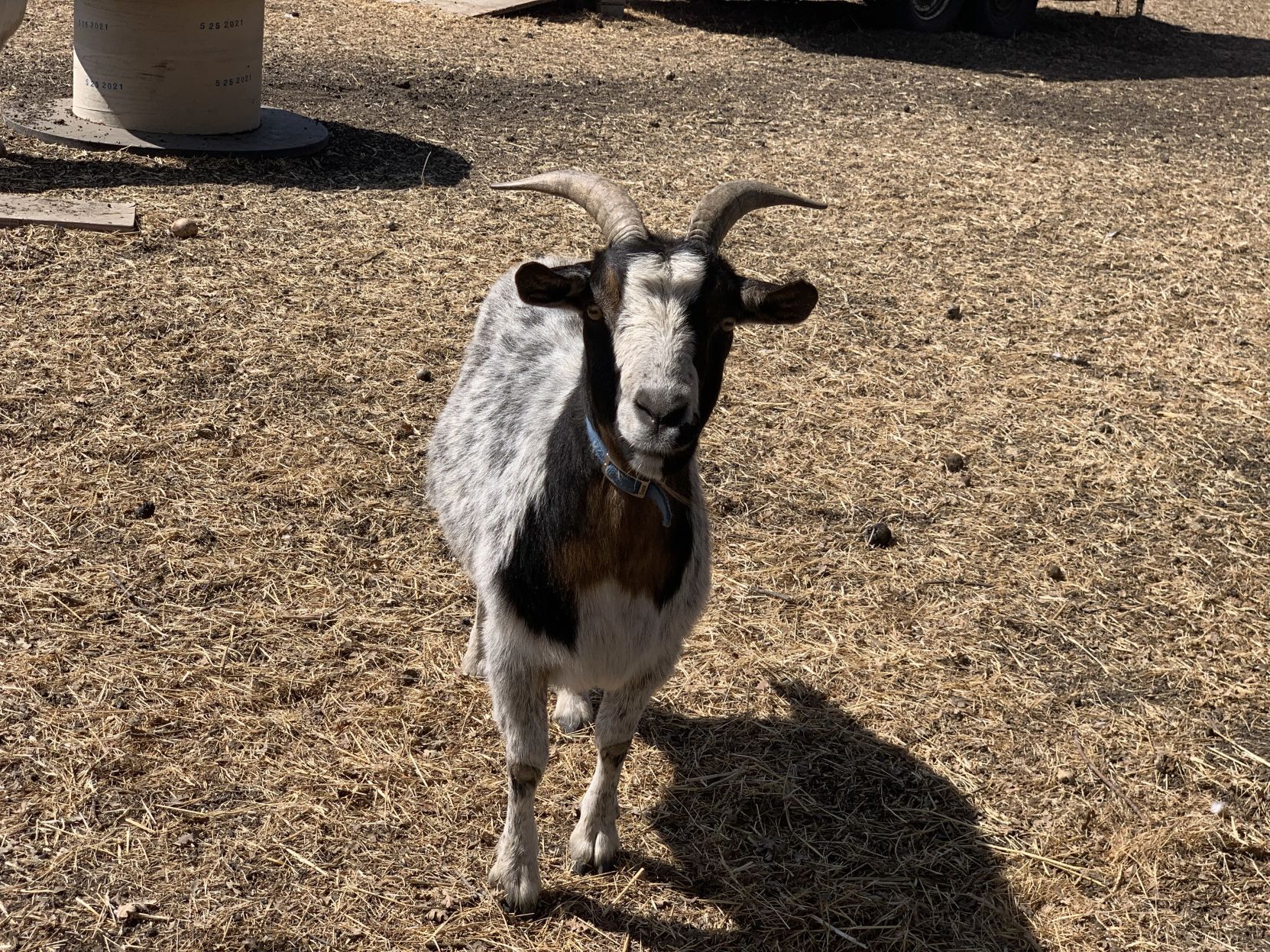Napa goats find new home in AmCan